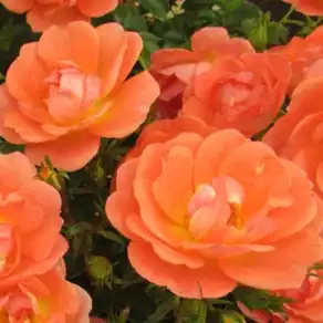 Comanda trandafiri online - Portocaliu - trandafir acoperitor - trandafir cu parfum discret -  - Christopher H. Warner - ,-